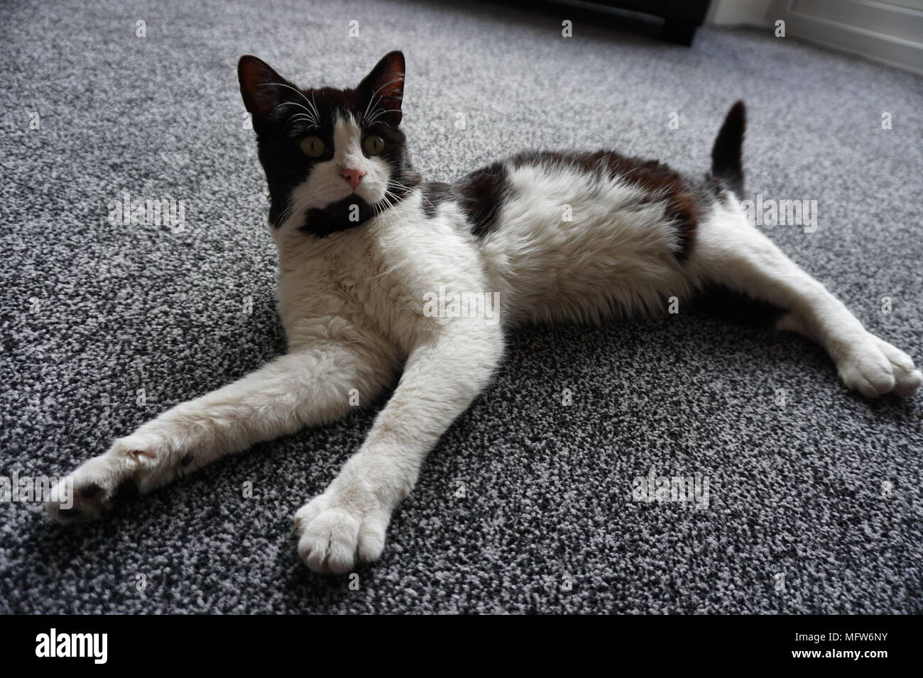 Black & White Cat laying On The Floor Stock Photo - Alamy