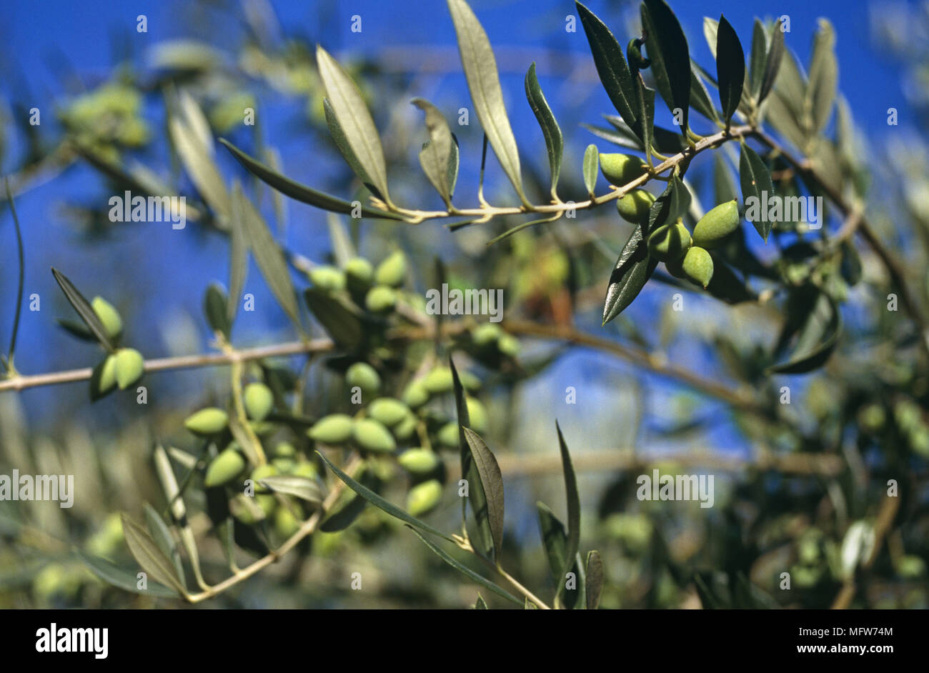 Olea Olive plant Stock Photo