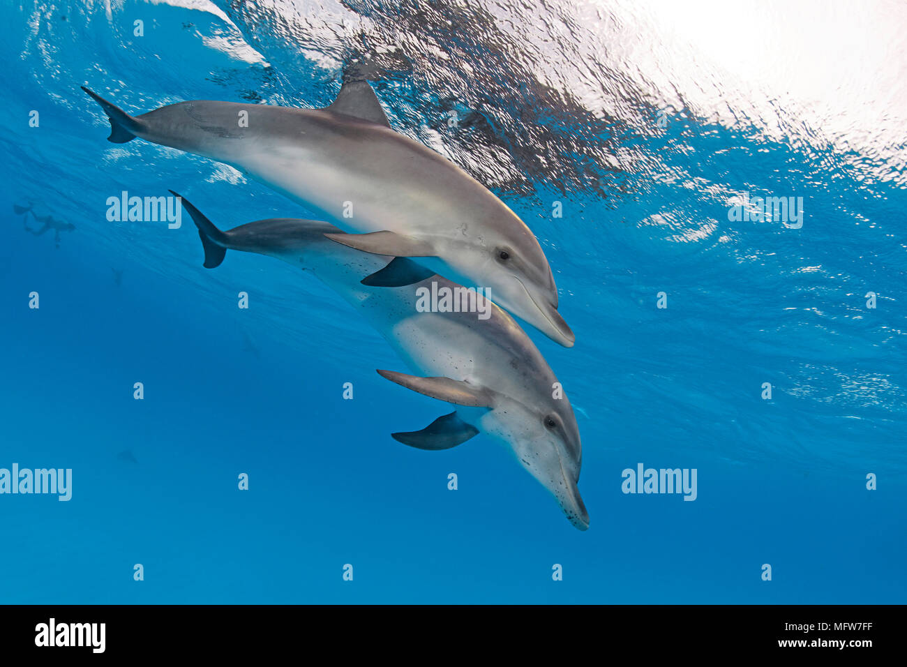 Atlantic spotted dolphin (Stenella frontalis), juvenile, Bahama Banks, Bahamas Stock Photo