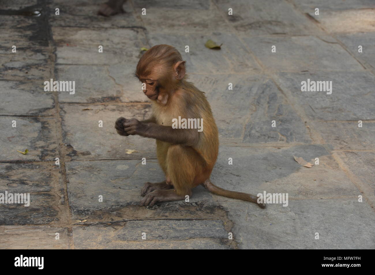 Little monkey sitting on the ground of Swayambhunath Stupa, Kathmandu, Nepal Stock Photo