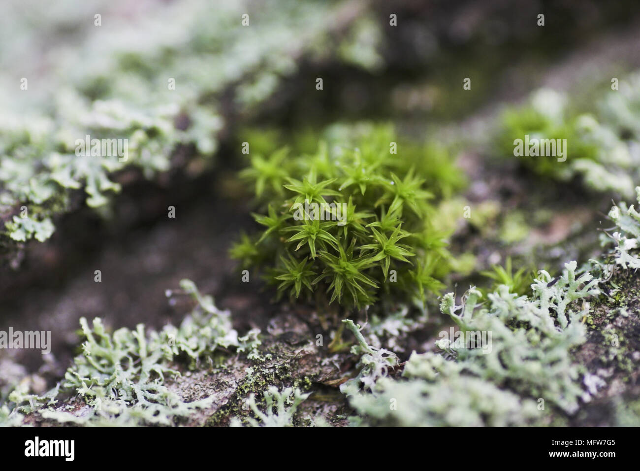 Close up of  tree bark with wall screw moss. Stock Photo