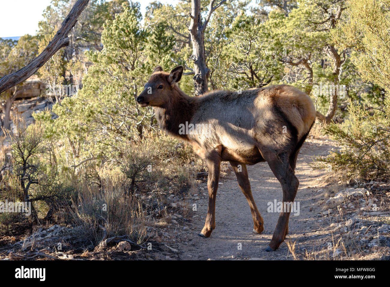 A deer grazing in the afternoon sun on the South Rim of the Grand Canyon Stock Photo