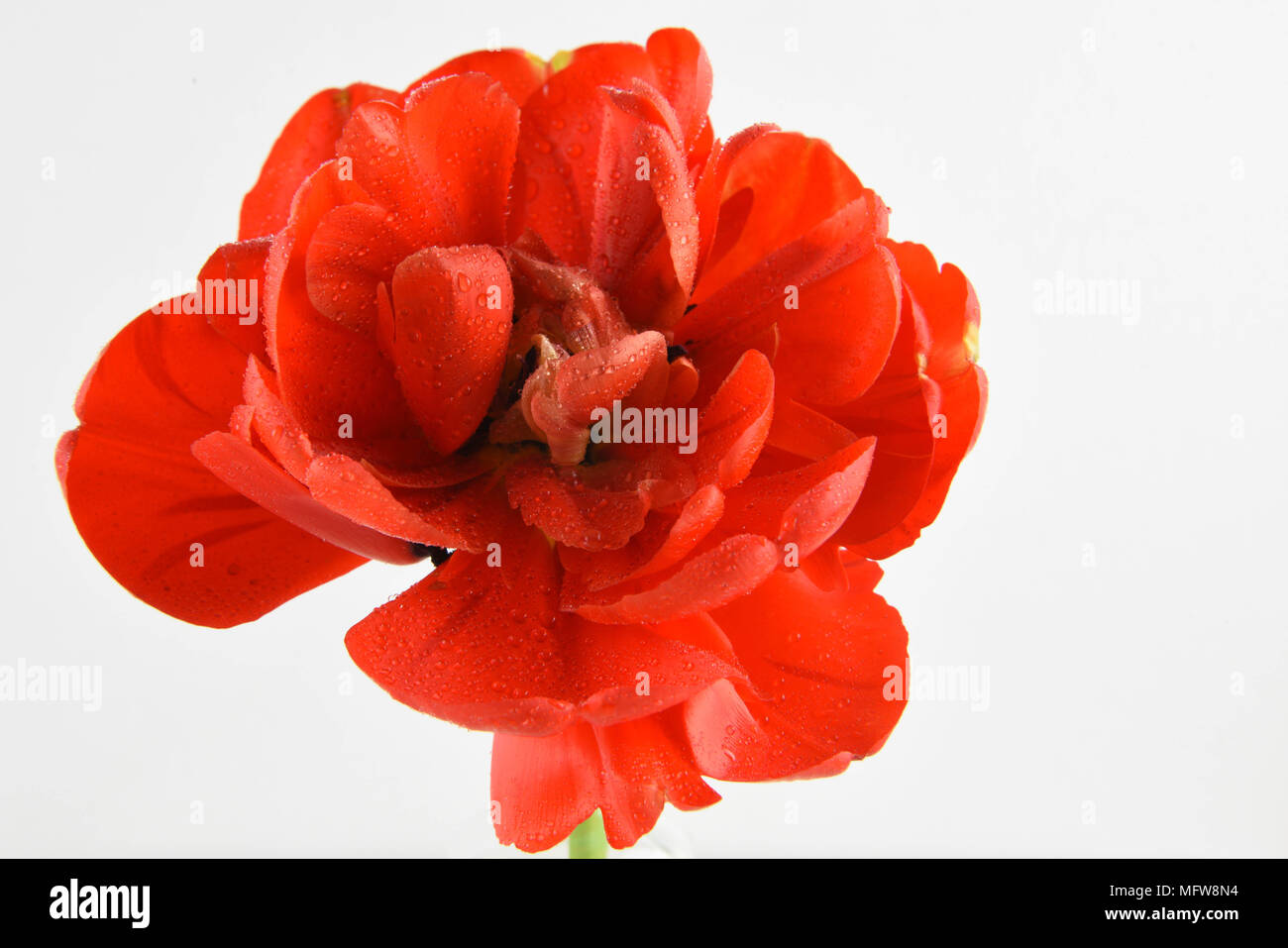 red peony tulip flower Stock Photo