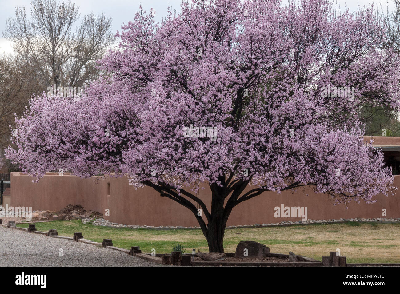 New mexico trees hires stock photography and images Alamy