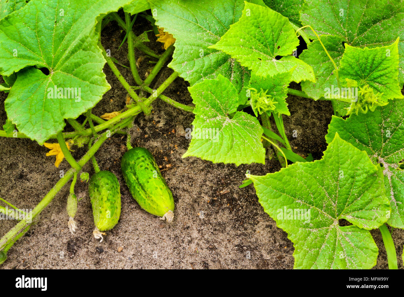 Огуречный лист. Огурцы мраморная пятнистость. Увядание листьев огурцов. Огурцы в теплице. Ботва огурцов.