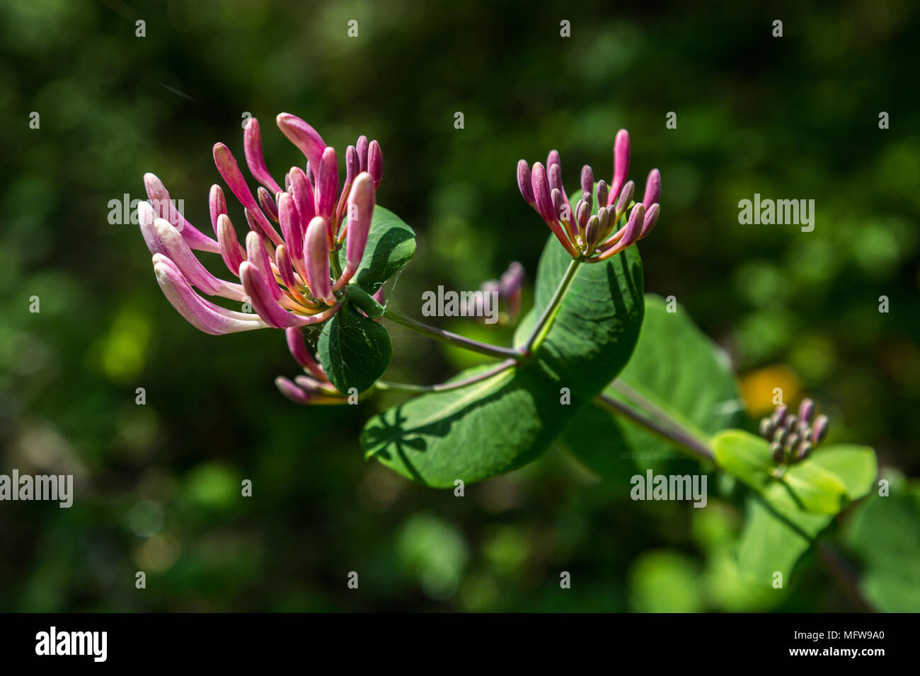 honeysuckle flower, Abruzzo Stock Photo