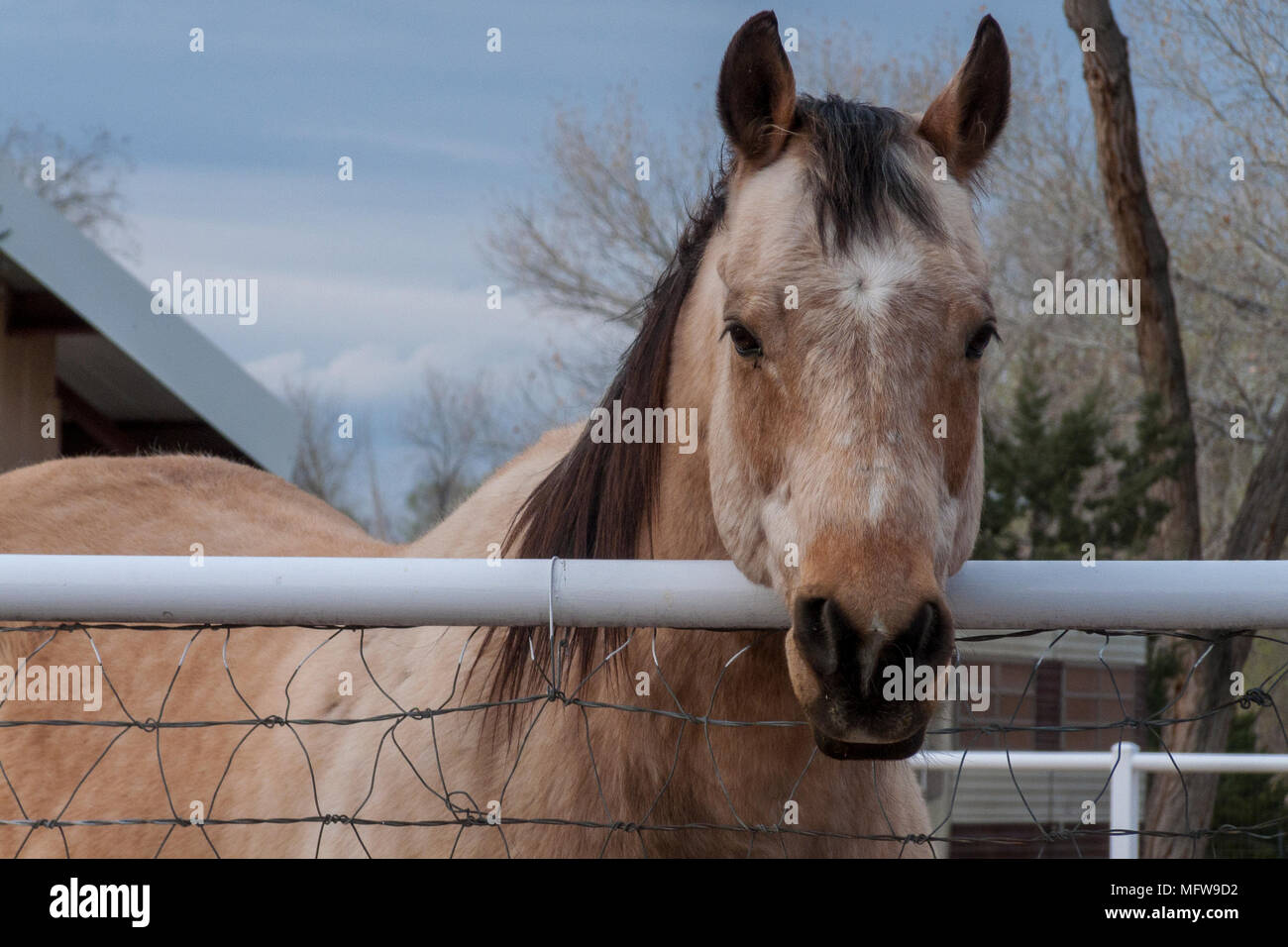 horses of Corrales, New Mexico Stock Photo Alamy