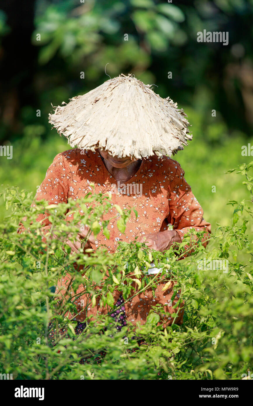 A woman in a conical hat harvesting chilli peppers, Kampot, Cambodia Stock Photo
