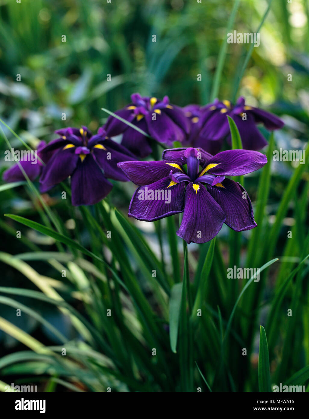 Close up of purple flowers Stock Photo - Alamy
