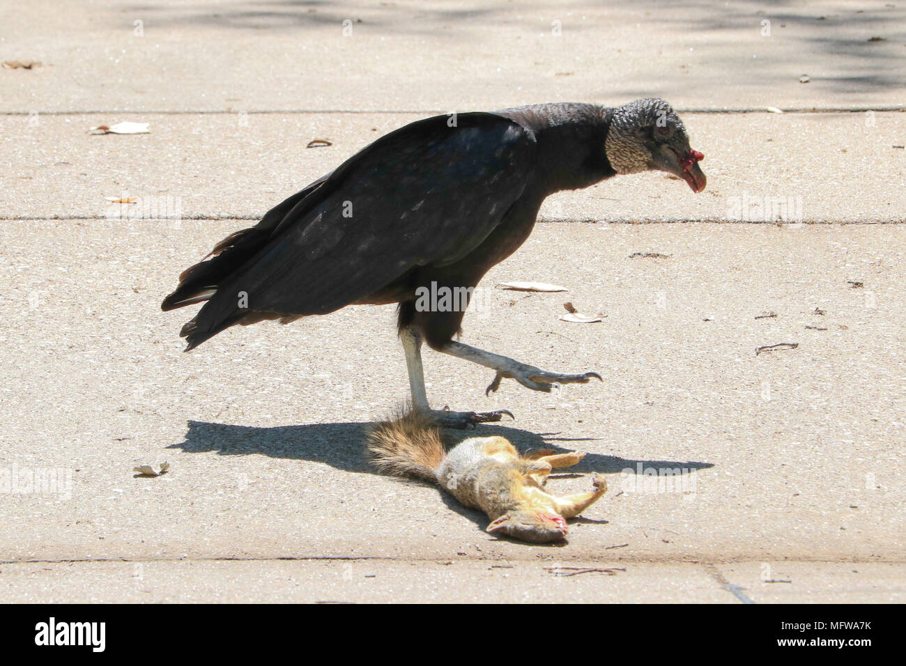 Vulture eating squirrel that was hit by car Stock Photo