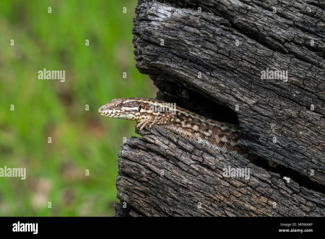 Common wall lizard (Podarcis muralis / Lacerta muralis) male emerging from gap in scorched tree trunk Stock Photo