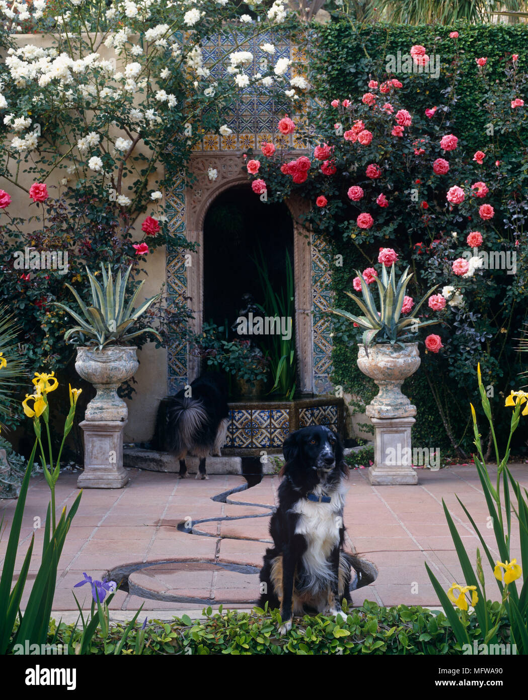 Dog Sitting On Patio With Plants In Urns And Climbing Roses Stock