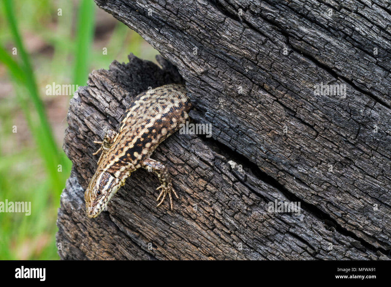 Common wall lizard (Podarcis muralis / Lacerta muralis) emerging from gap in scorched tree trunk Stock Photo