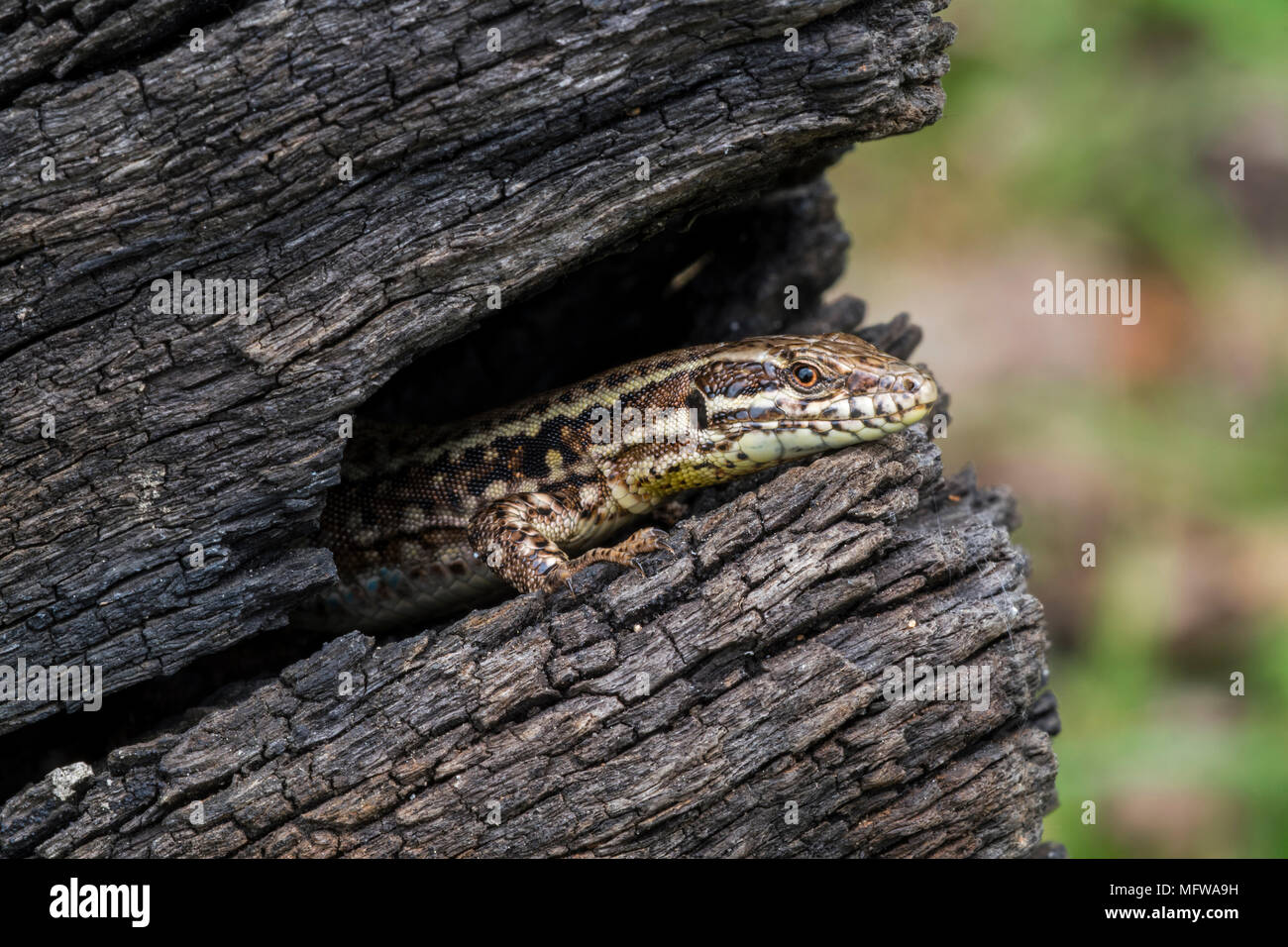 Common wall lizard (Podarcis muralis / Lacerta muralis) emerging from gap in scorched tree trunk Stock Photo