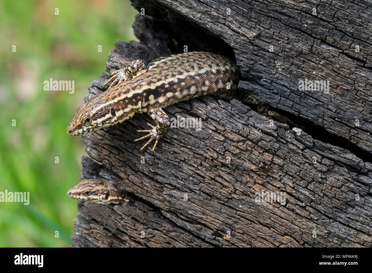 Two common wall lizards (Podarcis muralis / Lacerta muralis) emerging from gaps in scorched tree trunk Stock Photo