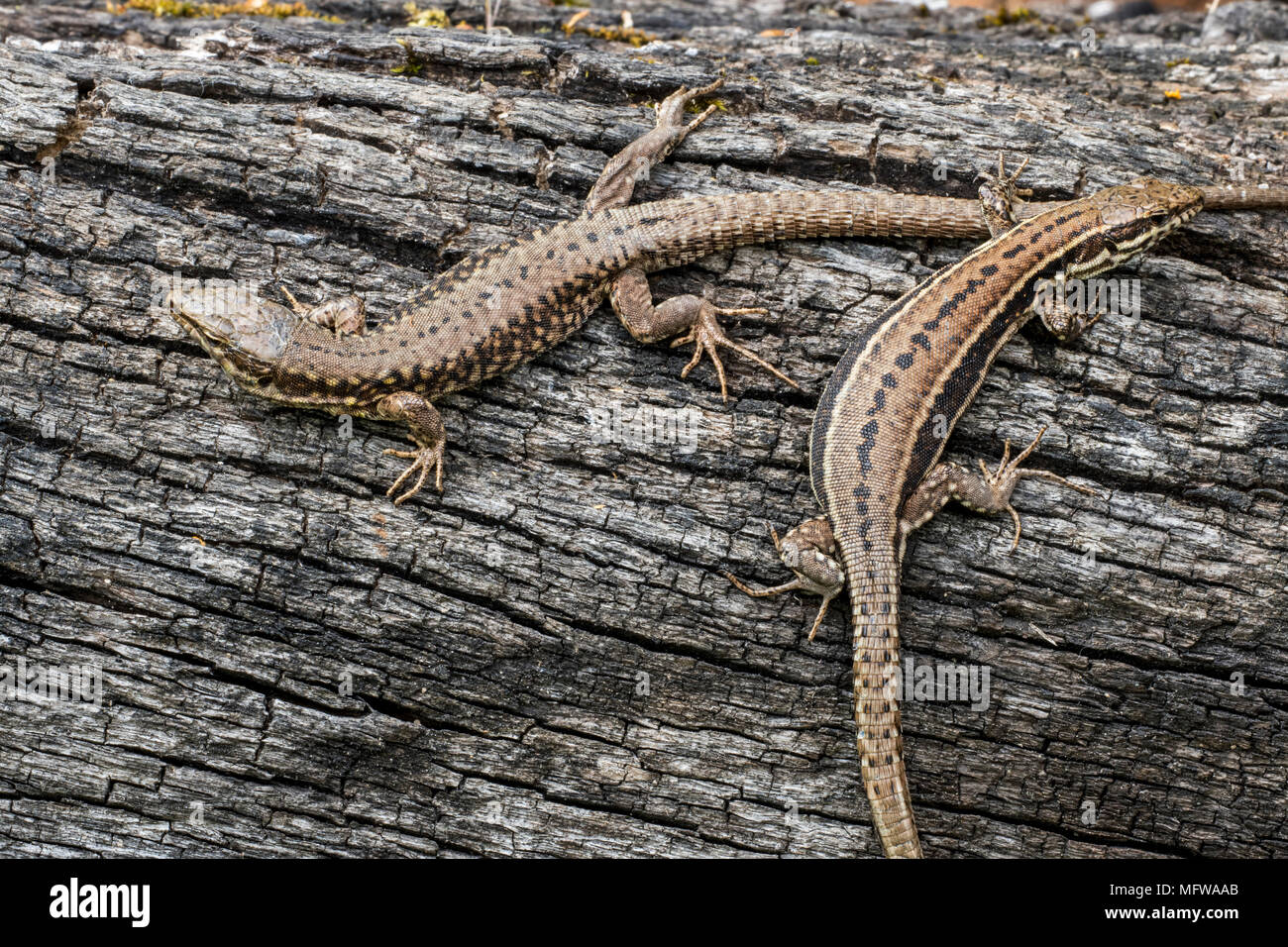 Two common wall lizards (Podarcis muralis / Lacerta muralis) basking in the sun on scorched tree trunk Stock Photo