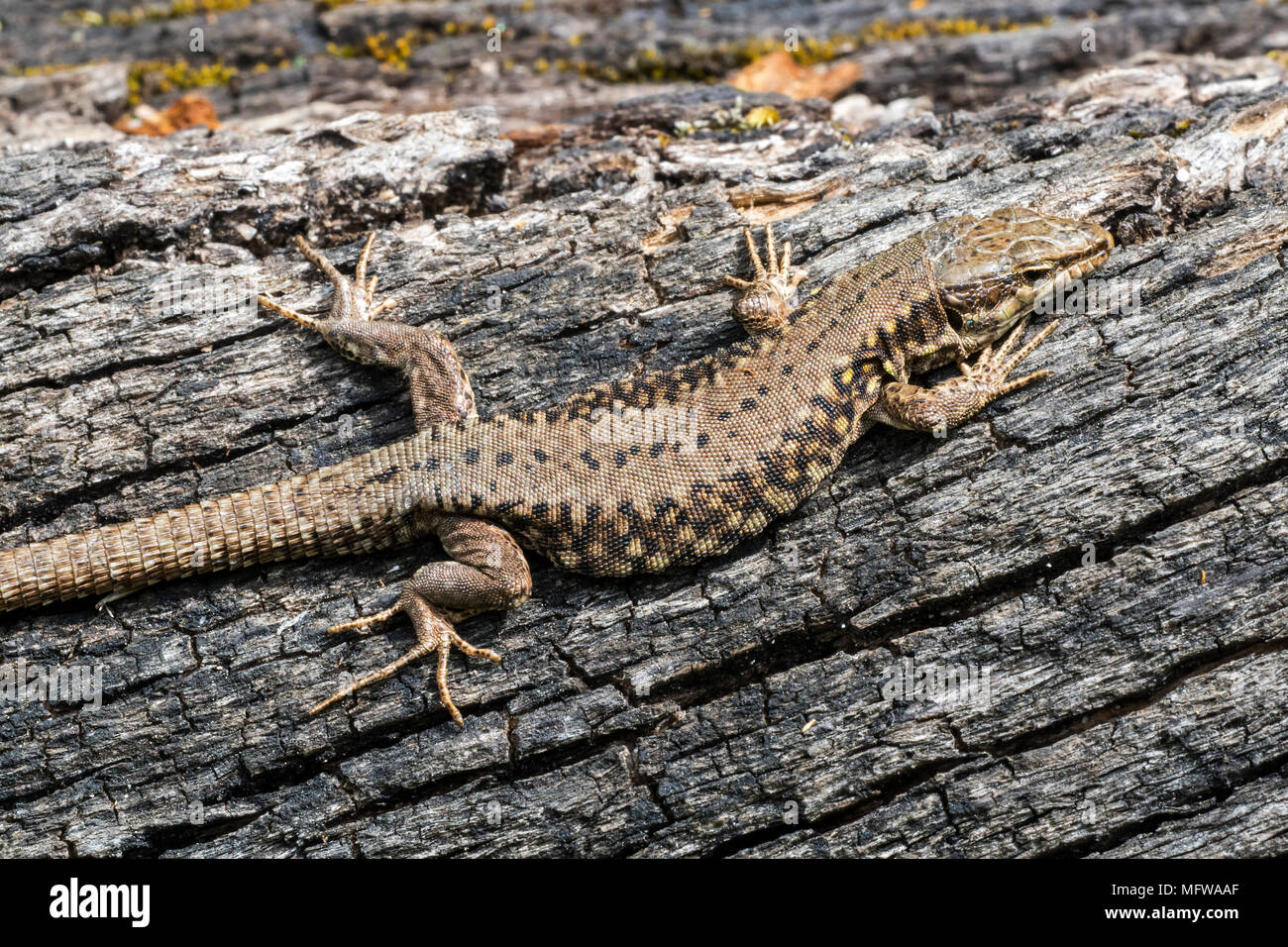 Common wall lizard (Podarcis muralis / Lacerta muralis) basking in the sun on scorched tree trunk Stock Photo