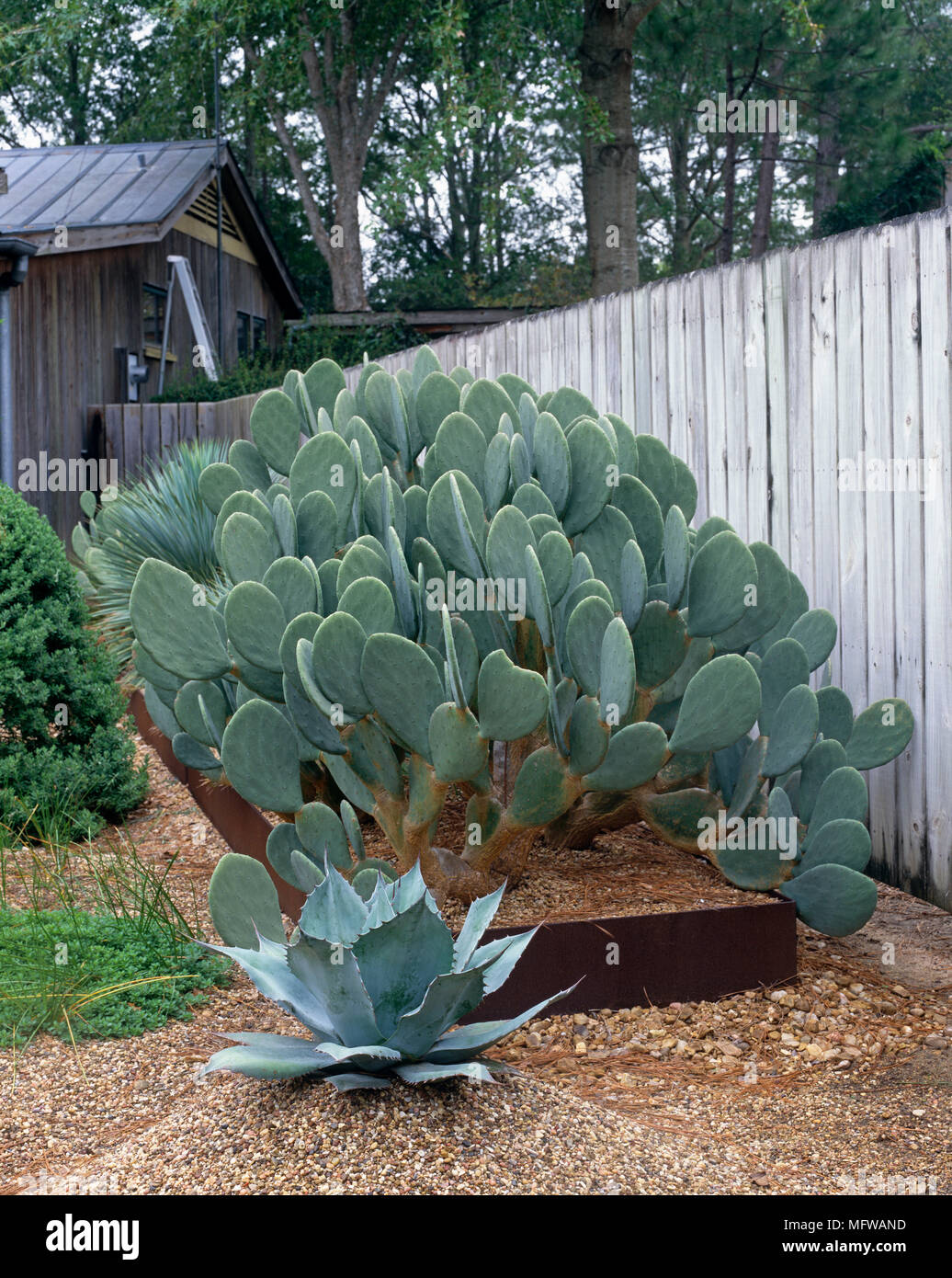 Gravel garden with succulents in front of wooden fence Stock Photo Alamy