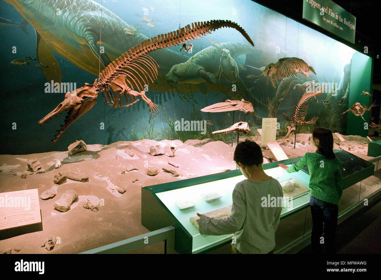 Children looking at dinosaur fossils, National Museum of Natural History, Smithsonian Institute, Washington DC USA Stock Photo