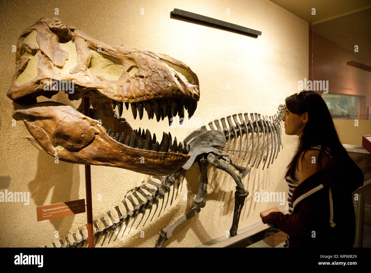 A young woman looking at the skull of a T. Rex dinosaur, National Museum of Natural History, Smithsonian Institute, Washington DC USA Stock Photo