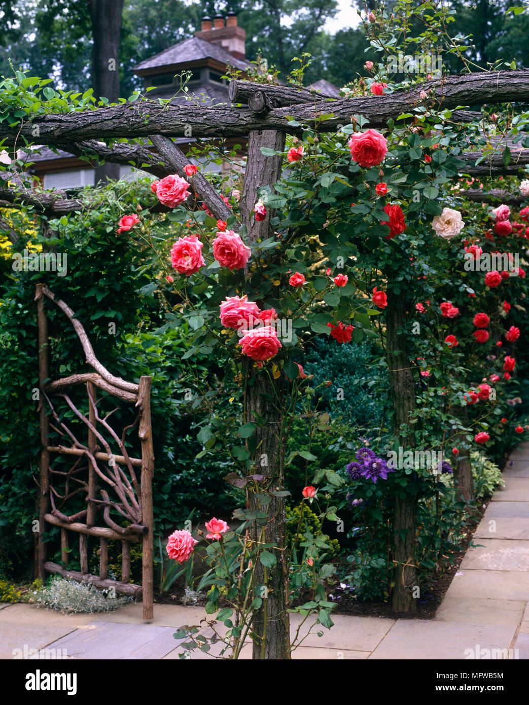 Pink and red roses growing over wooden pergola in garden Stock Photo