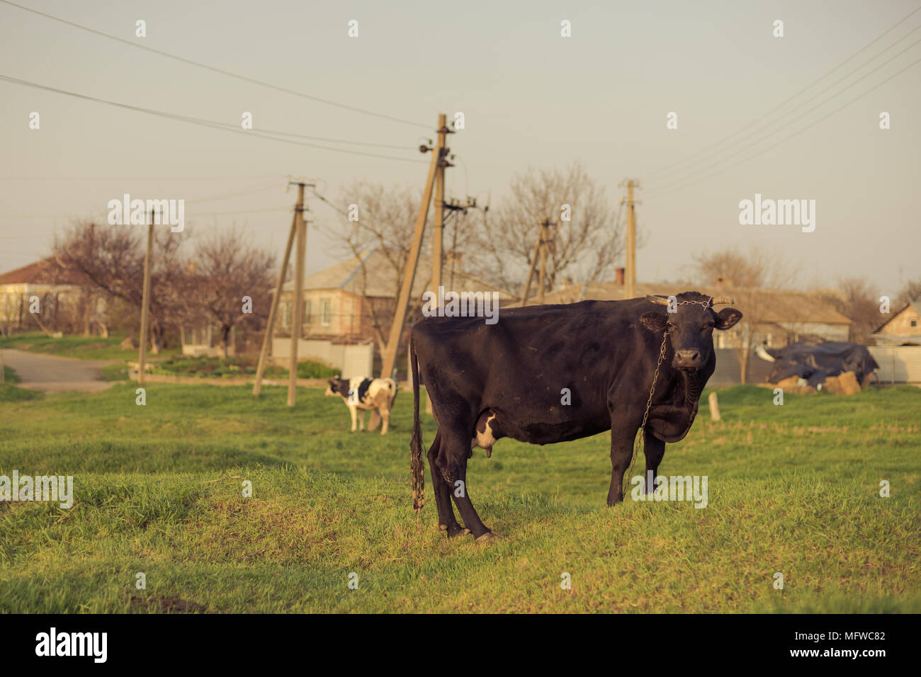 Bull in a meadow Stock Photo