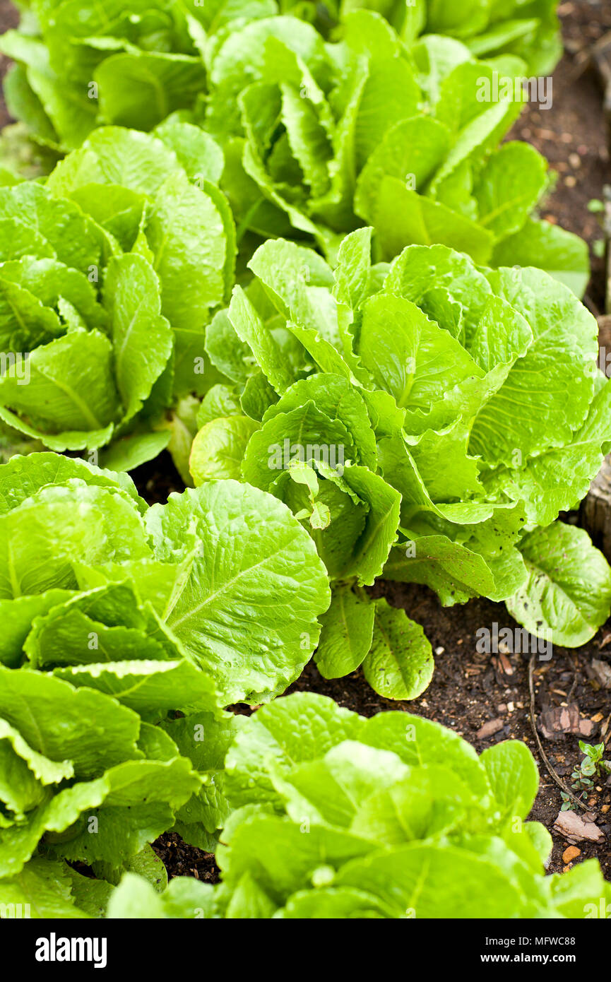 Salad leaf vegetable growing Stock Photo Alamy