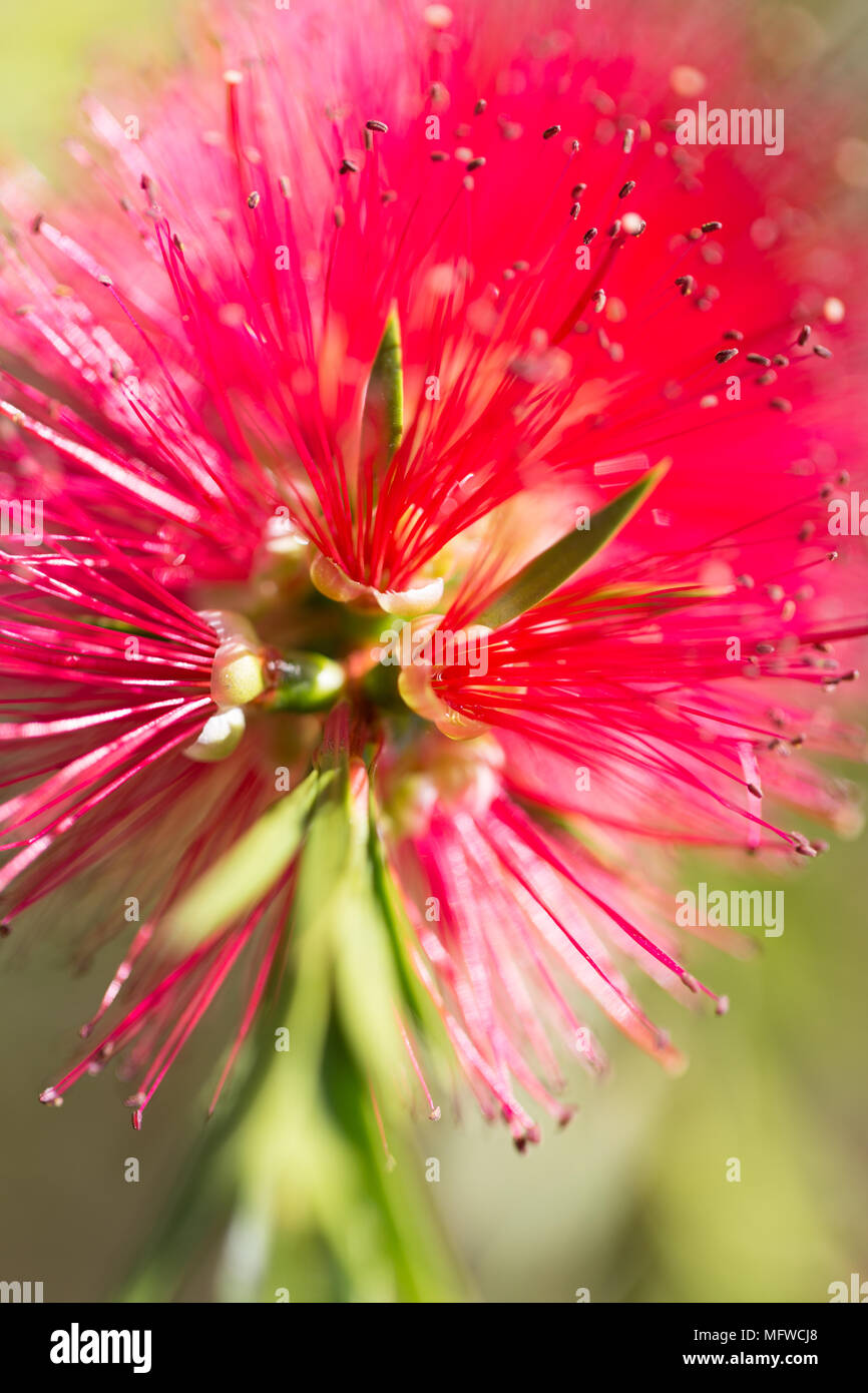 Pink/red vivid flower/plant, blurred background Stock Photo