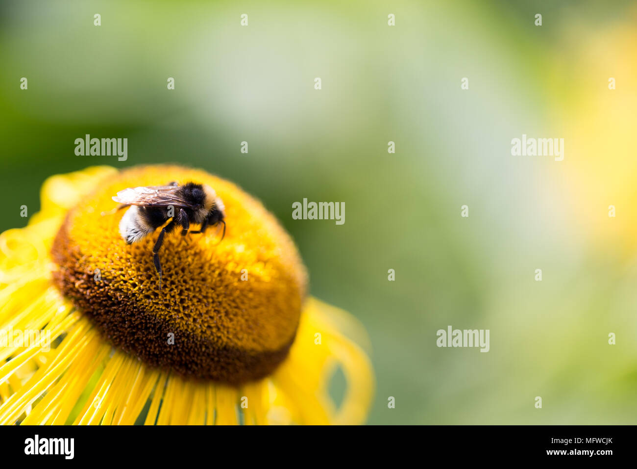 Yellow flower and bee, with blurred background Stock Photo