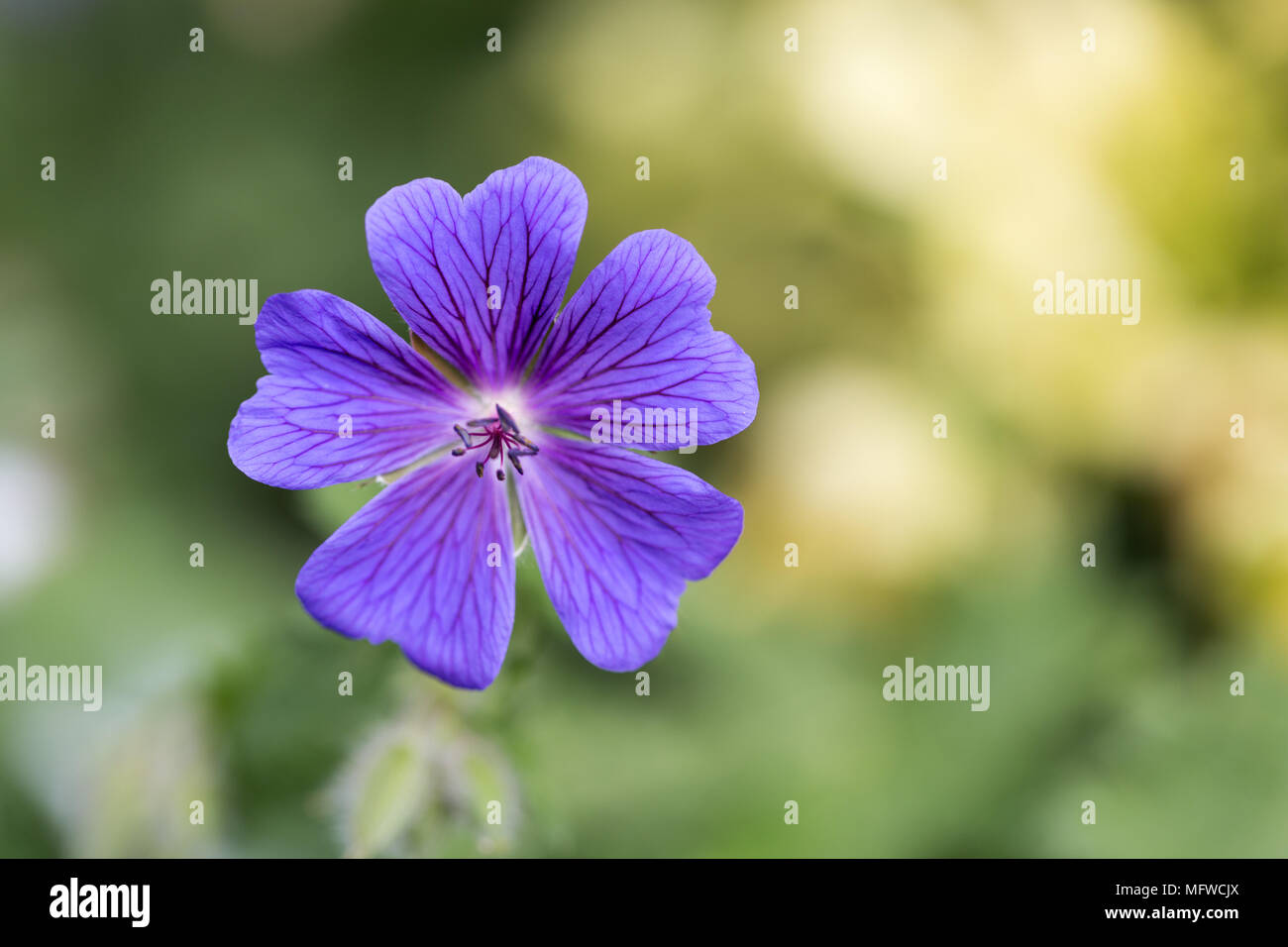 Intense yellow flower hi-res stock photography and images - Alamy