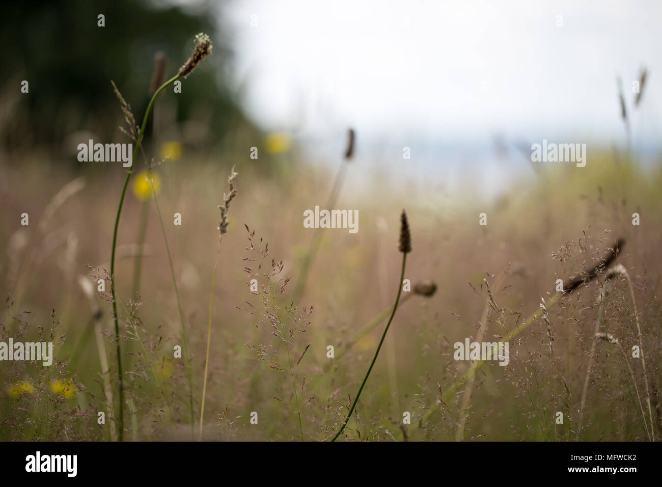 Meadow with grass and flower, blurred background Stock Photo