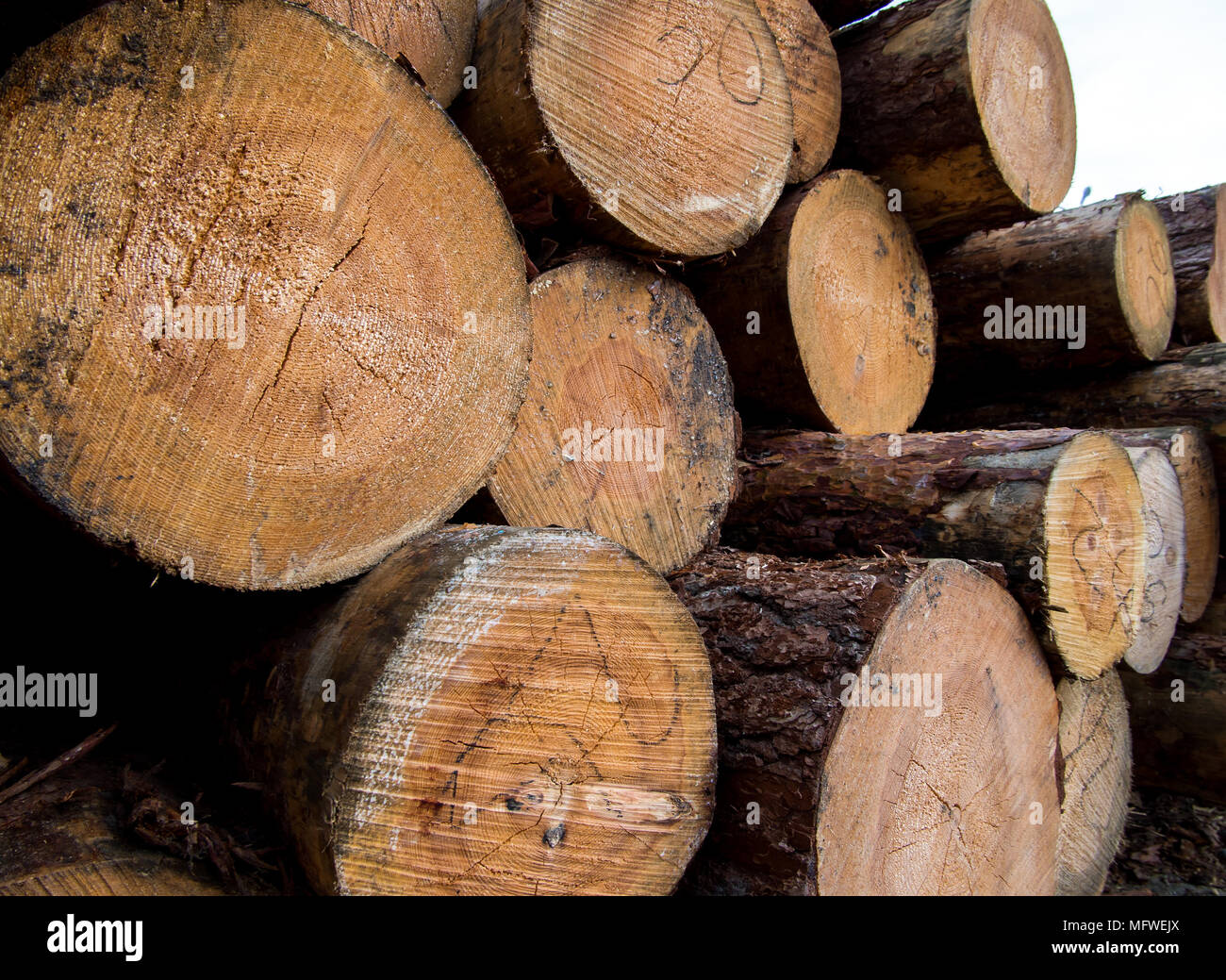 Stack of logs prepared for further processing Stock Photo