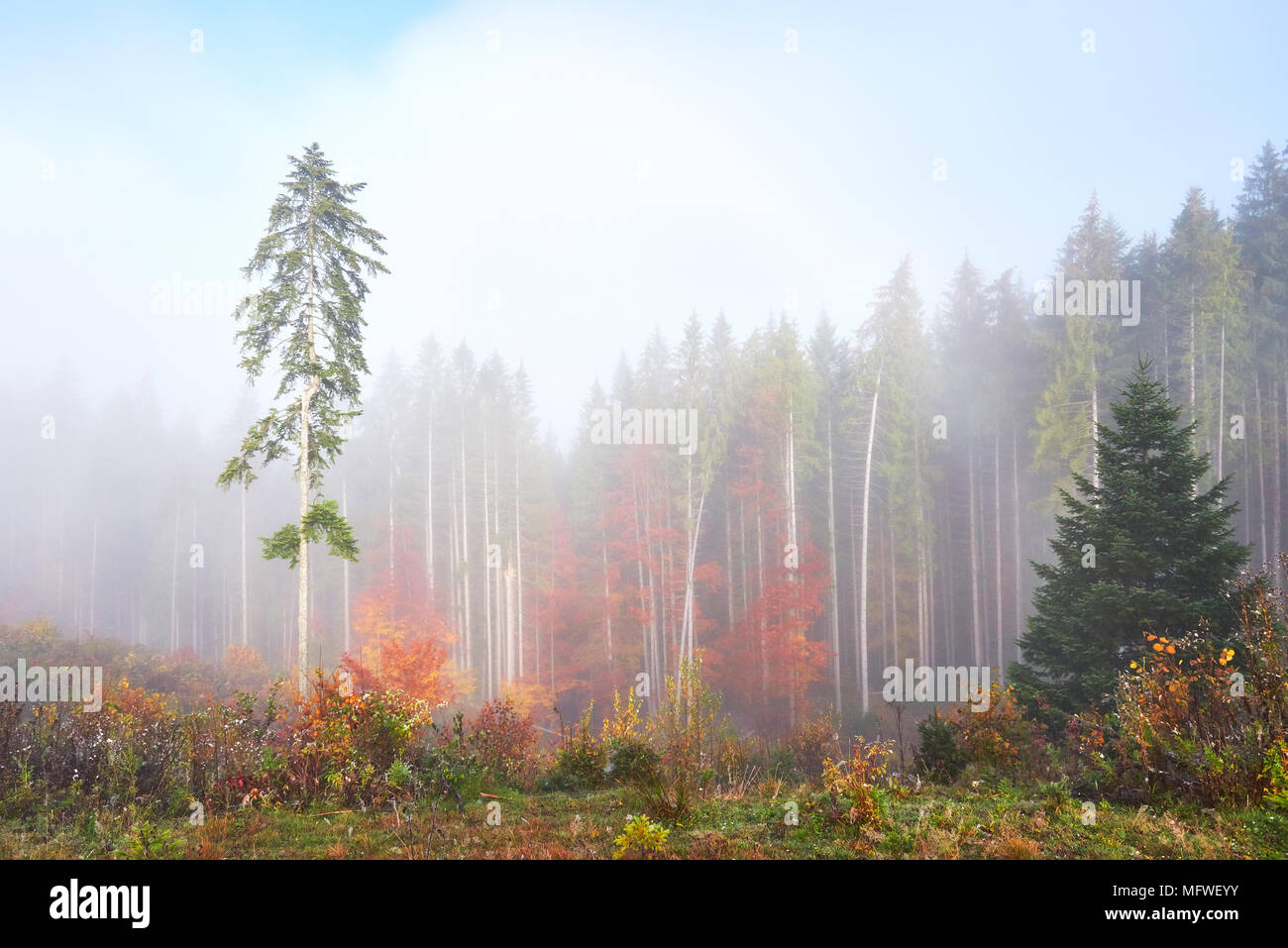 Beautiful morning fog and sunbeams in the autumn pine forest Stock ...