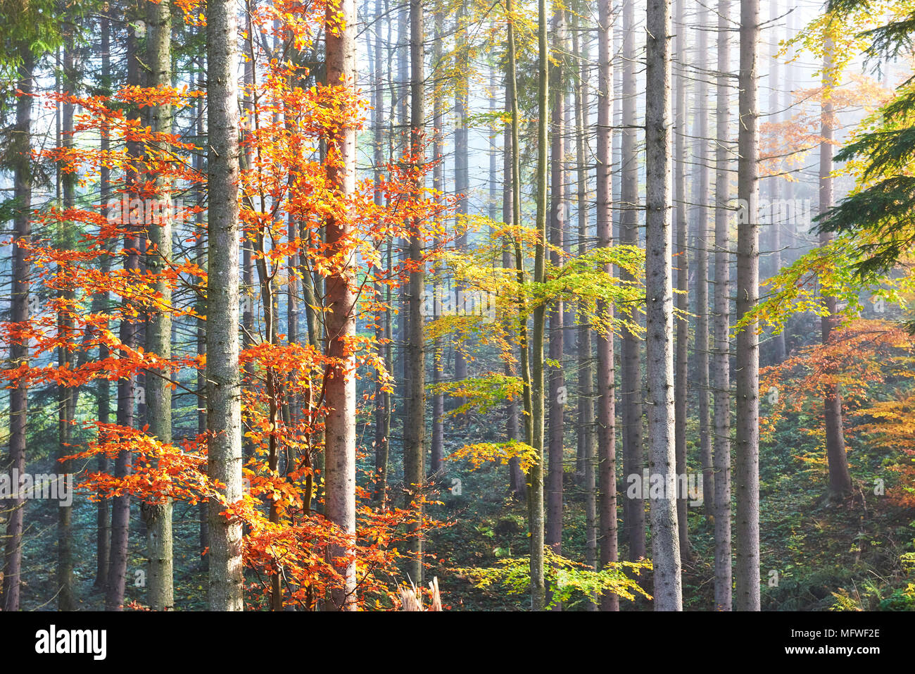Beautiful morning fog and sunbeams in the autumn pine forest Stock ...