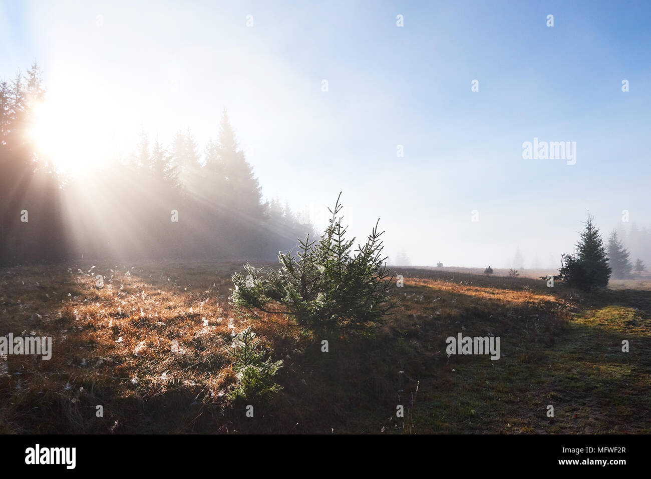 Beautiful morning fog and sunbeams in the autumn pine forest Stock ...