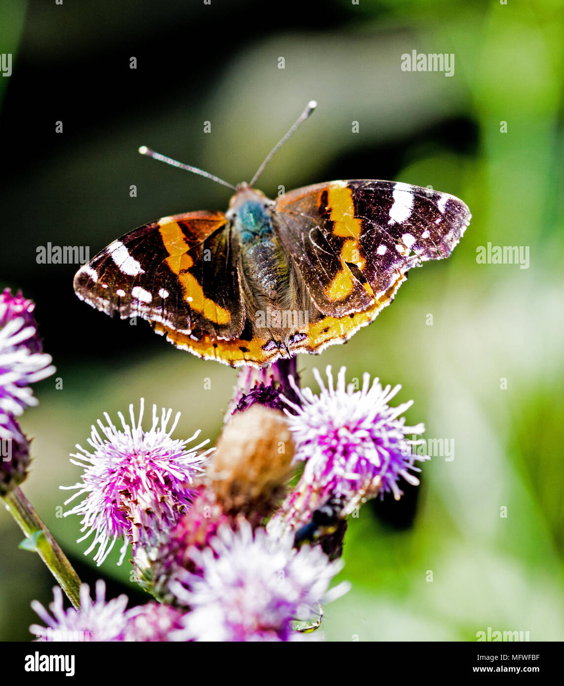 Butterfly. Red Admiral. Wildlife portrait. Stock Photo