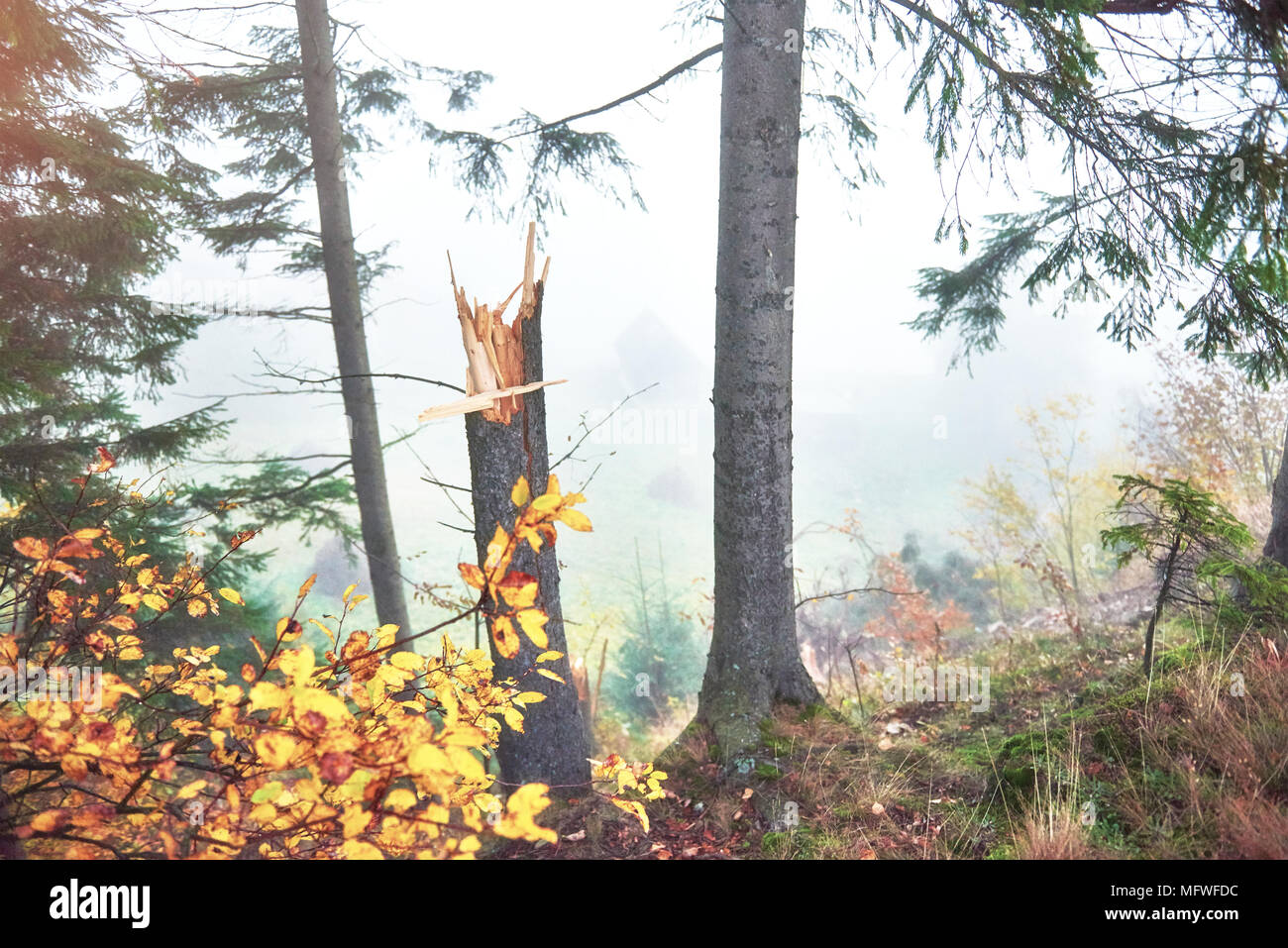Morning fog over boreal forest hi-res stock photography and images - Alamy