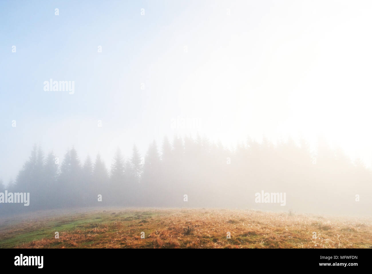 Morning fog over boreal forest hi-res stock photography and images - Alamy