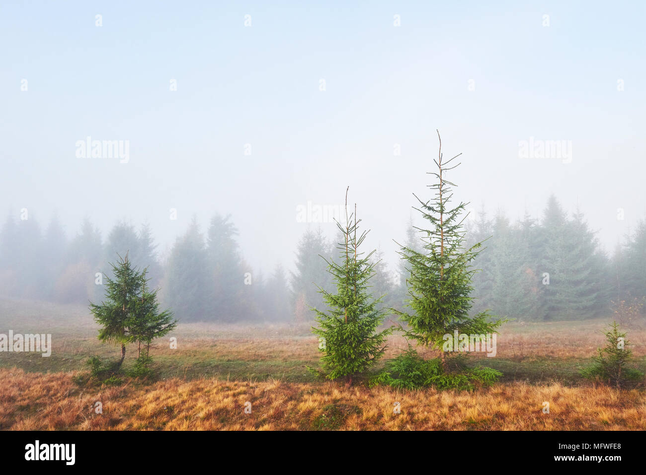 Morning fog over boreal forest hi-res stock photography and images - Alamy