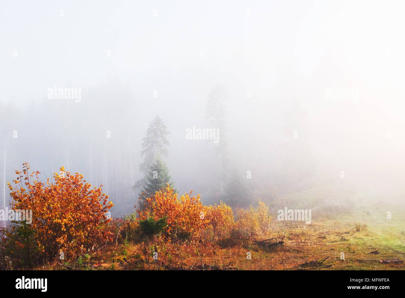 Morning fog over boreal forest hi-res stock photography and images - Alamy
