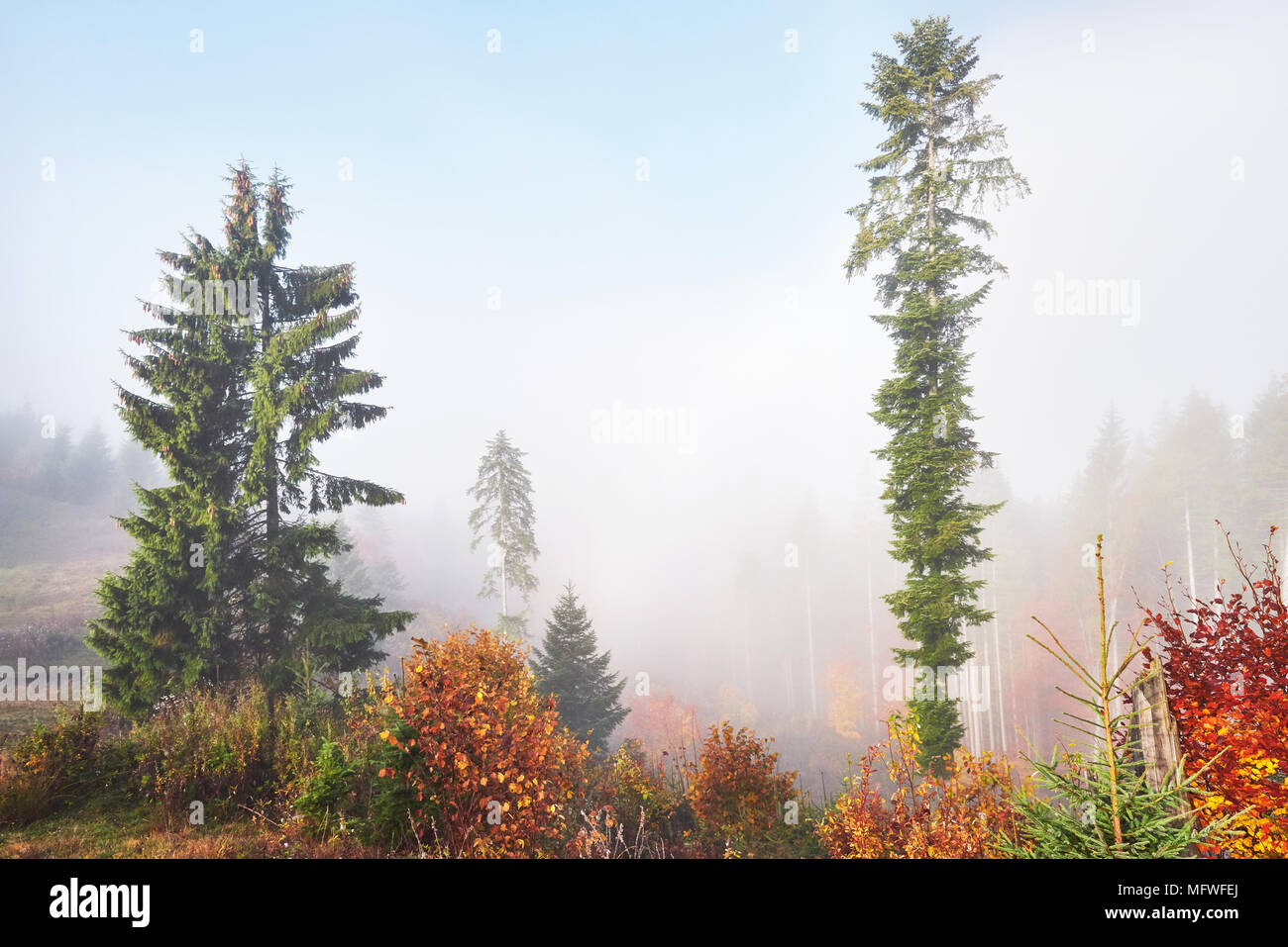 Morning fog over boreal forest hi-res stock photography and images - Alamy