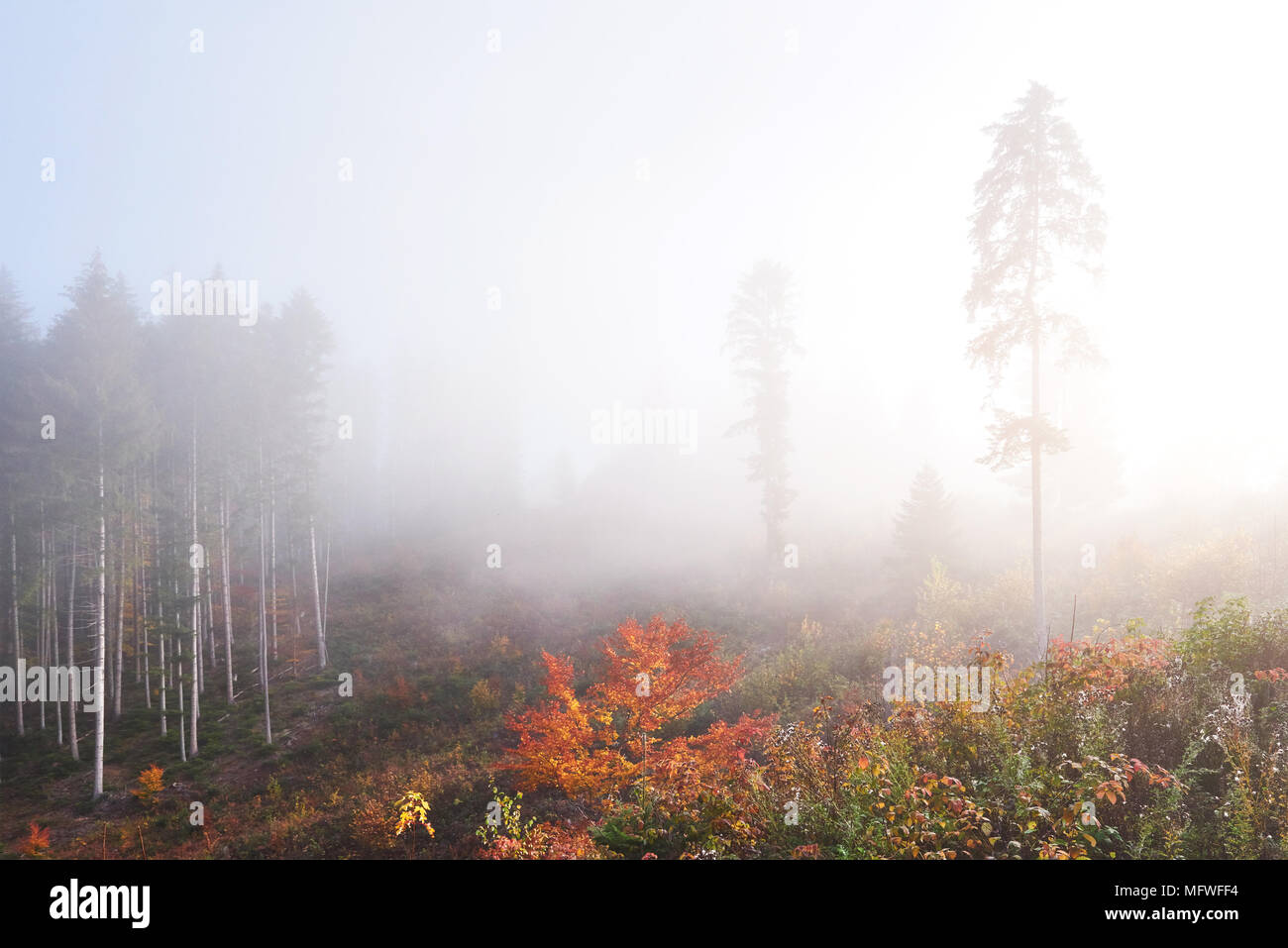 Morning fog over boreal forest hi-res stock photography and images - Alamy