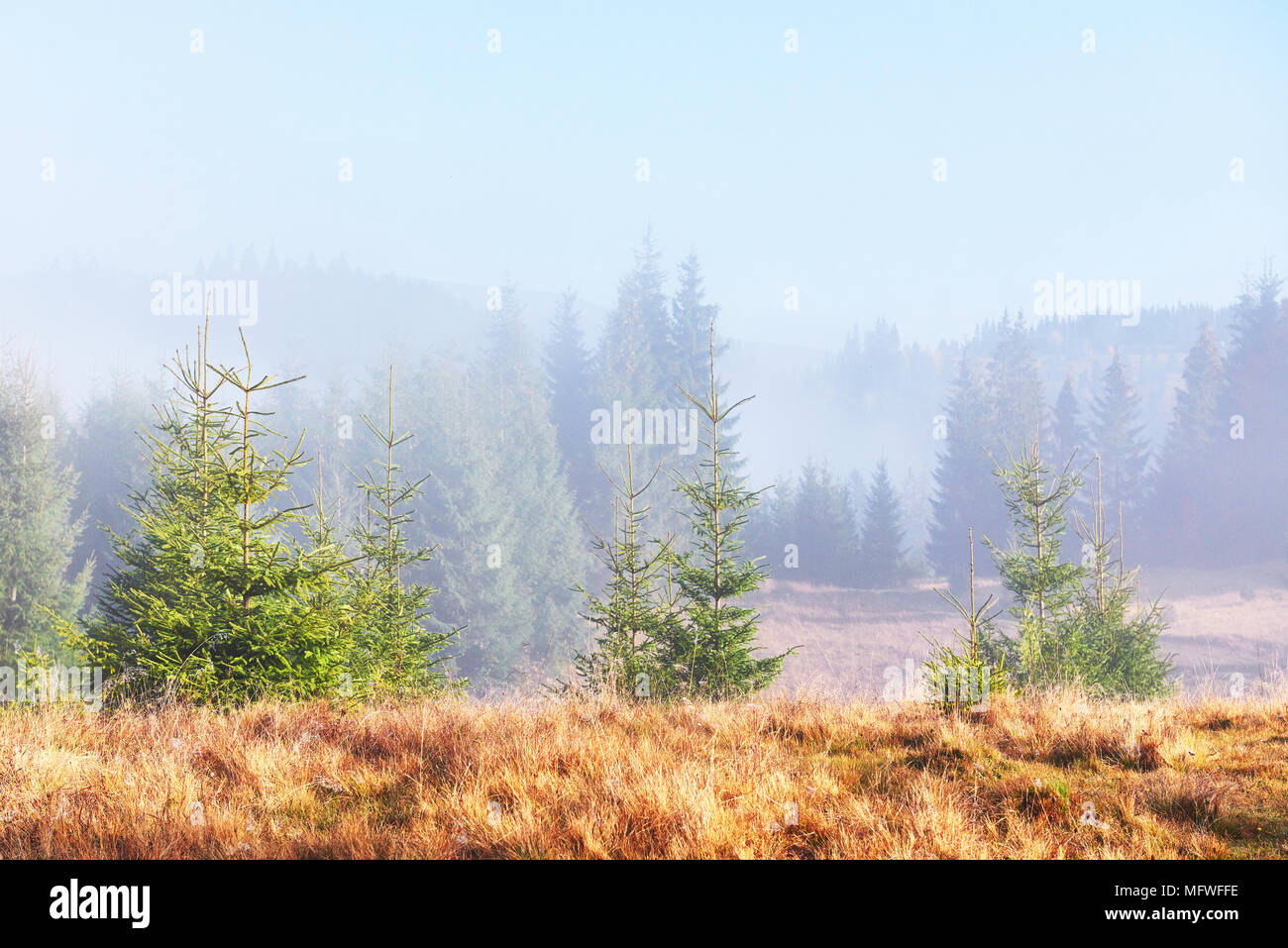 Morning fog over boreal forest hi-res stock photography and images - Alamy