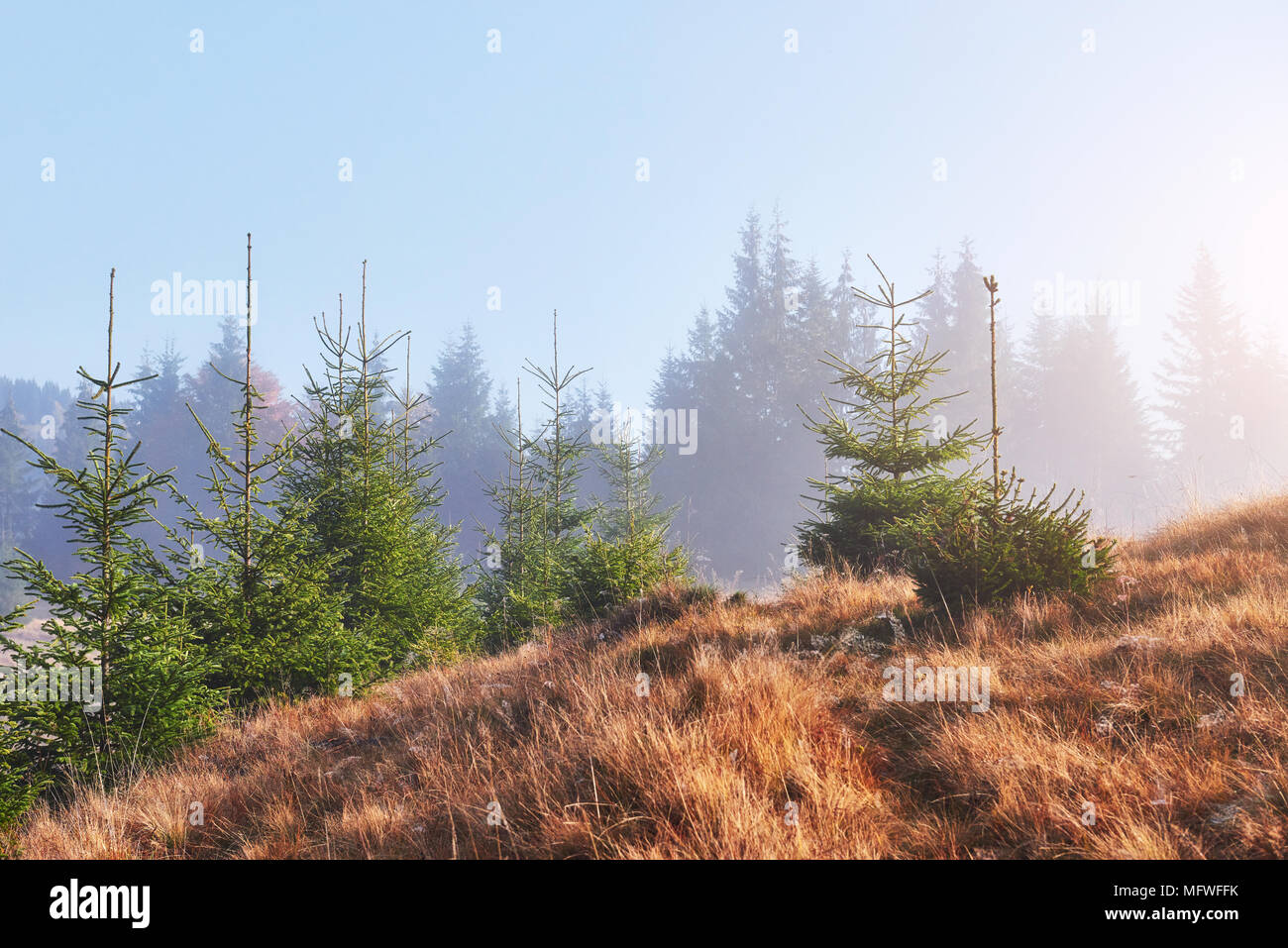 Morning fog over boreal forest hi-res stock photography and images - Alamy