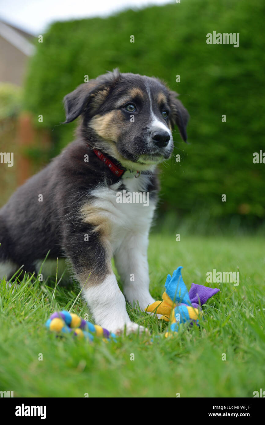 Border collie puppy with toy Stock Photo