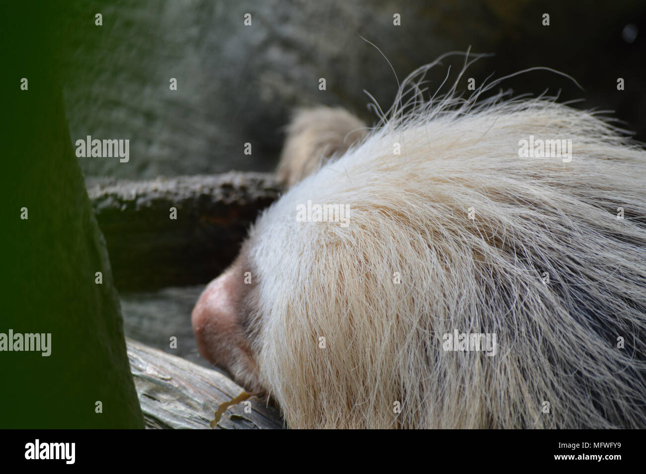 Sloth Stock Photo