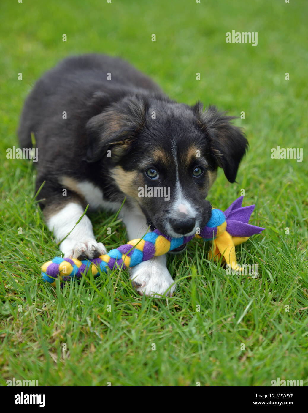 Border collie puppy with toy Stock Photo - Alamy