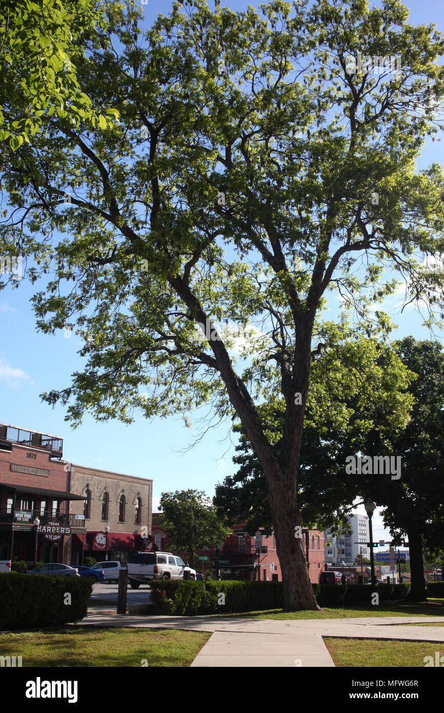 Trees of San Marcos in Texas Stock Photo