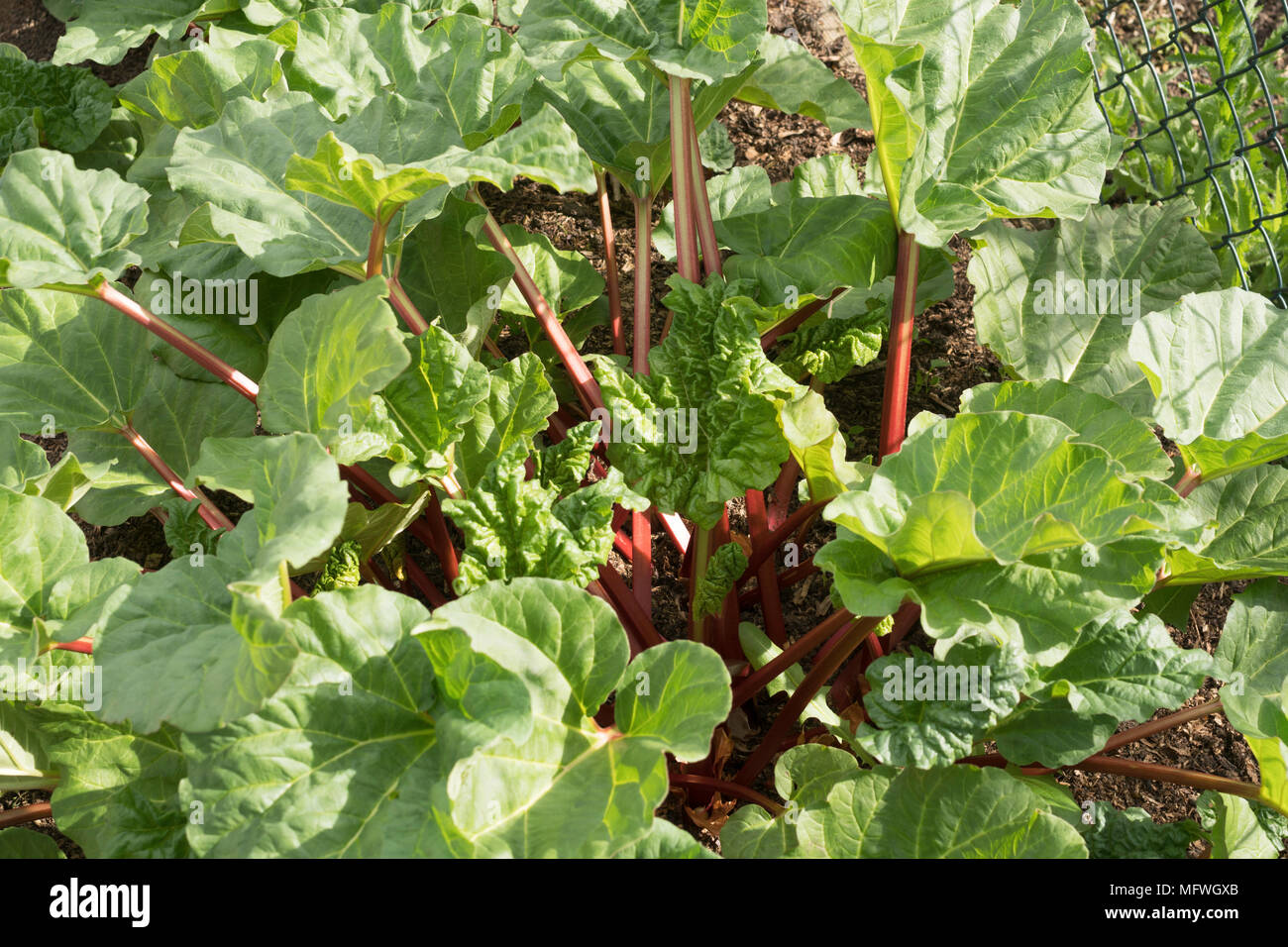 Rhubarb stems hires stock photography and images Alamy