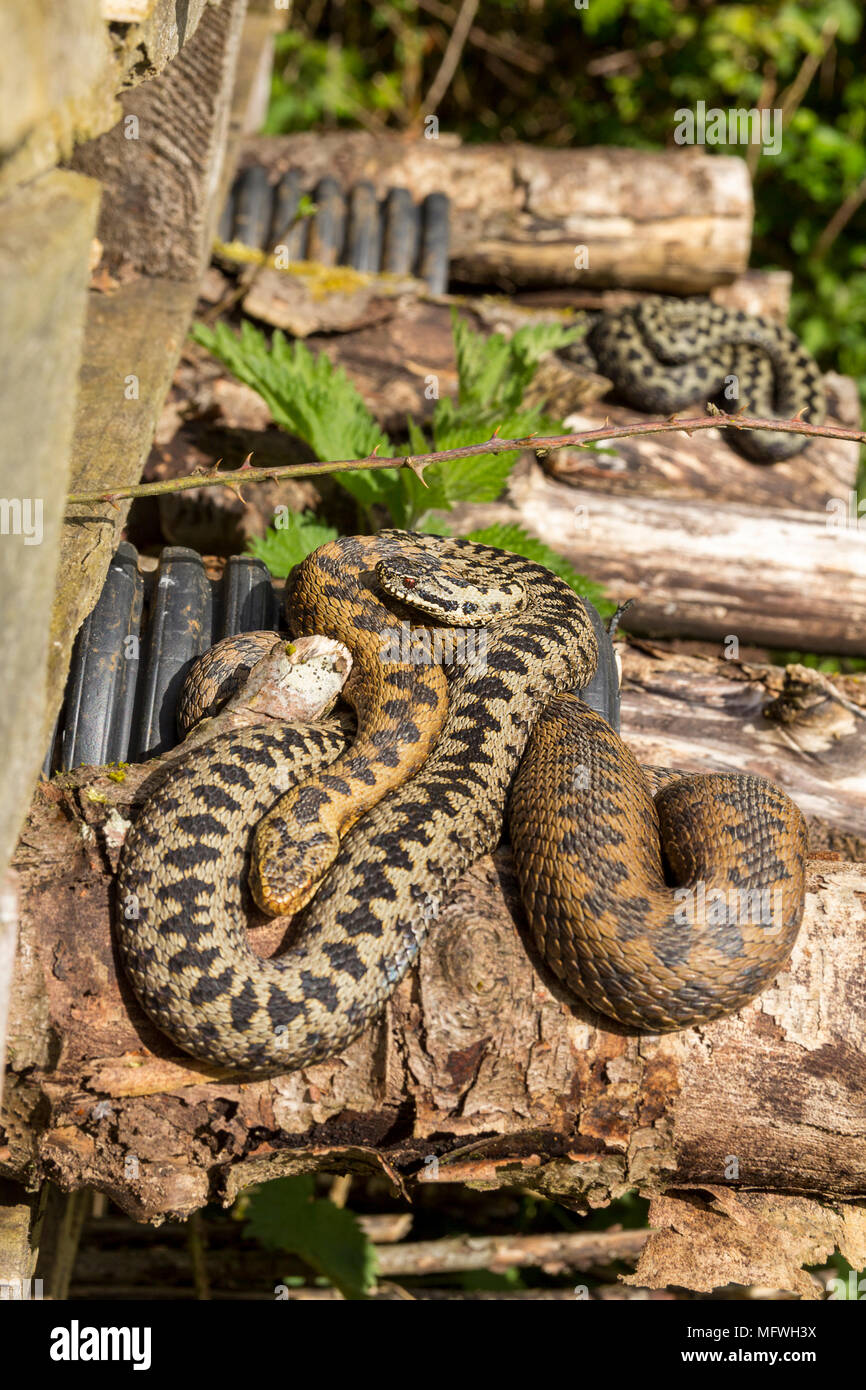 Adders hot spot in a bug hotel for wildlife. Sunbathing in April on logs and escaping if disturbed to the surrounding brambles. Shelter and safety. Stock Photo